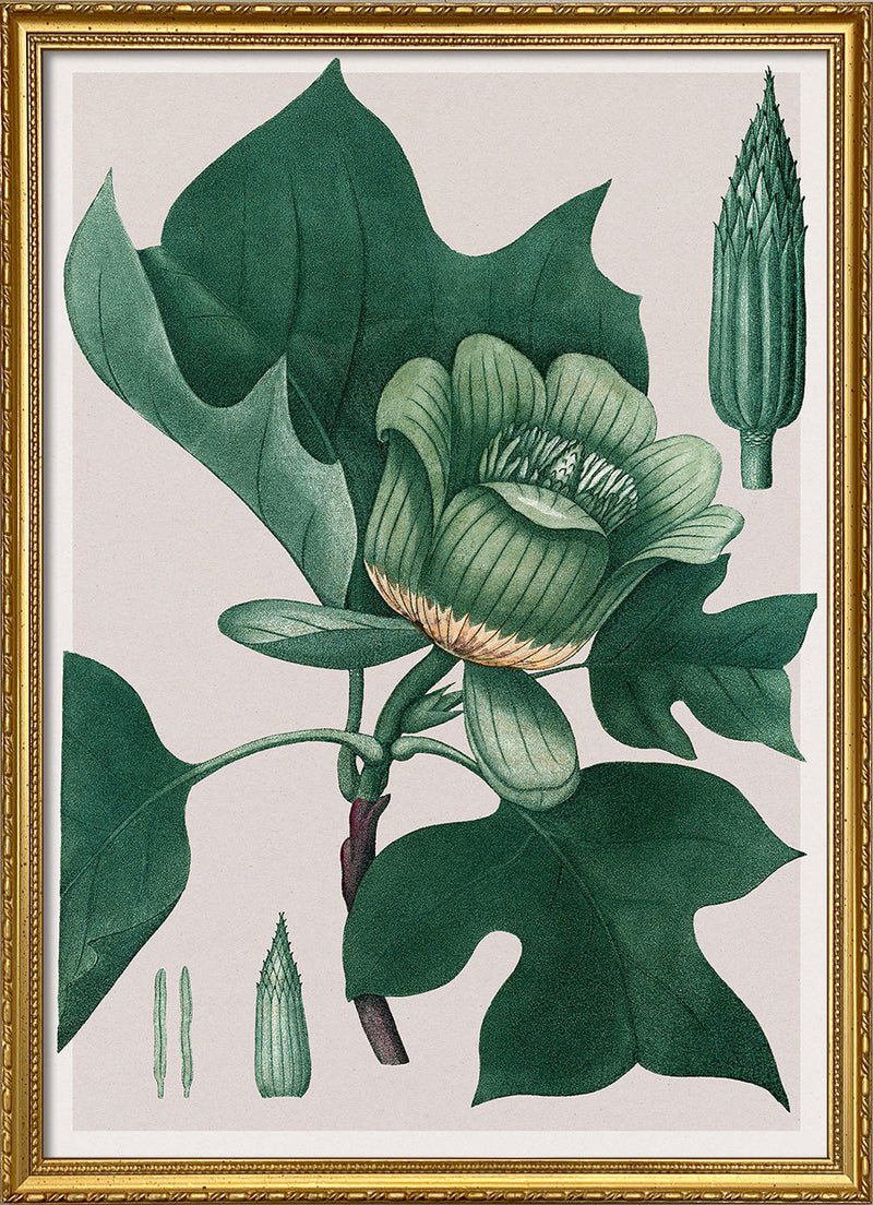 Liriodendron Tulipifera