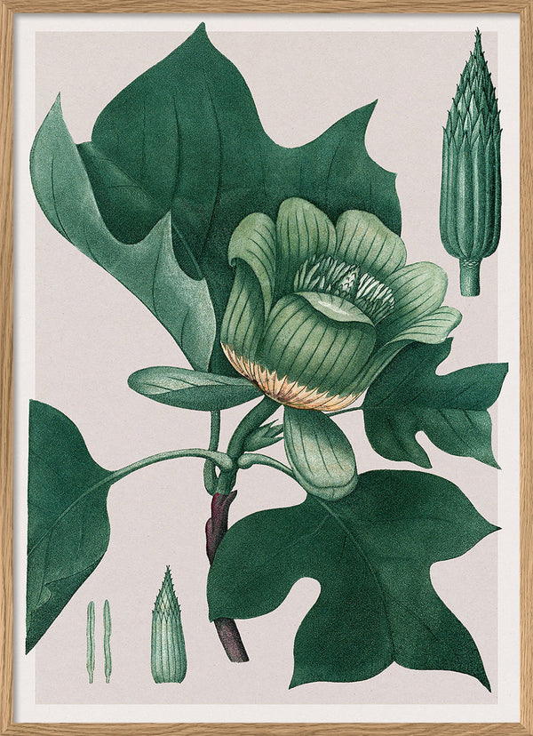 Liriodendron Tulipifera