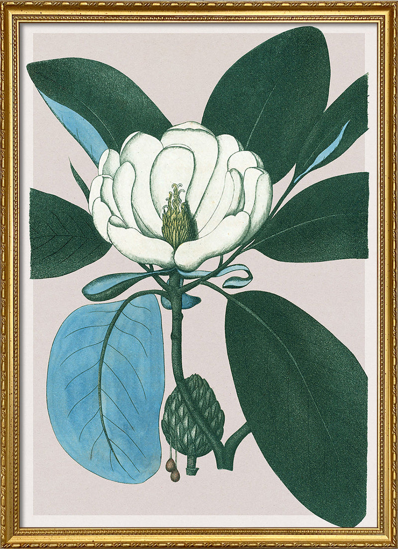 Magnolia Glauca