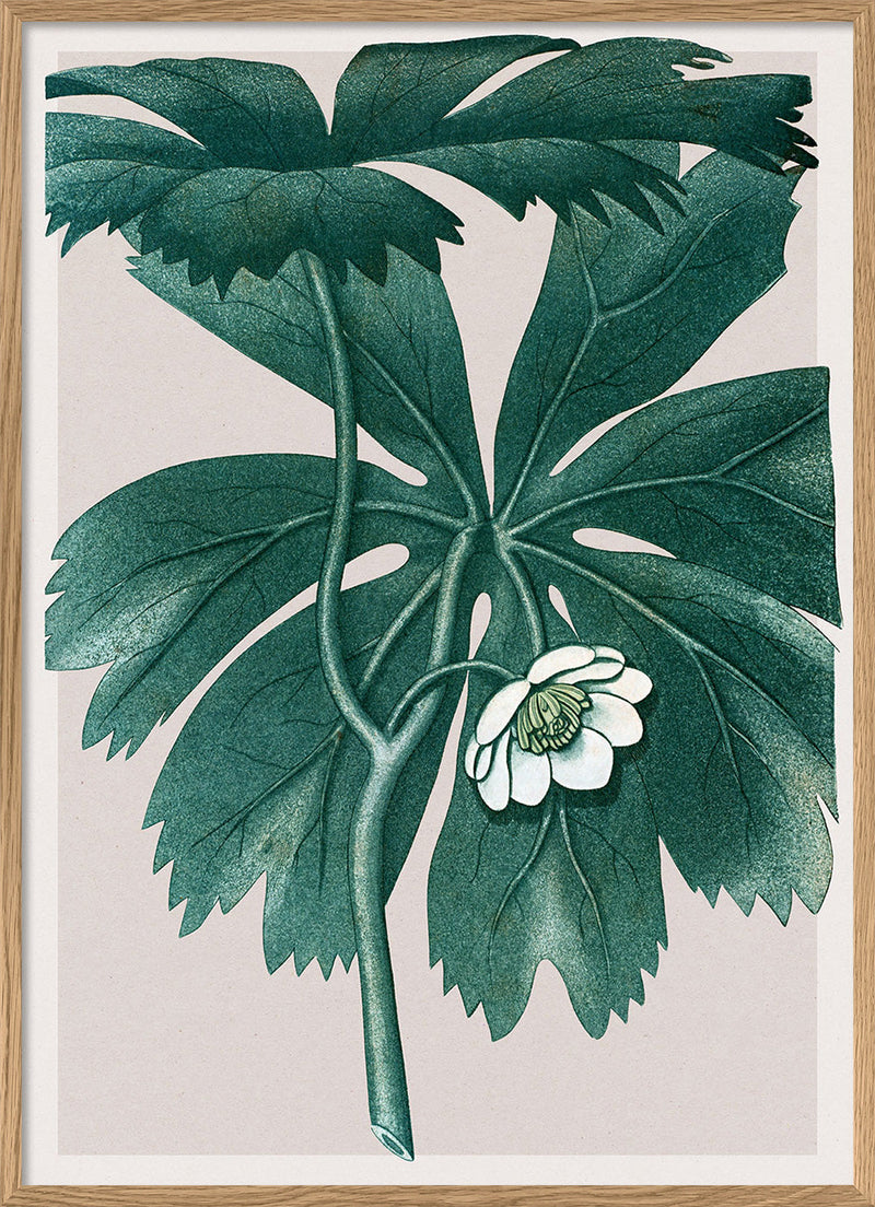 Podophyllum Pelatum