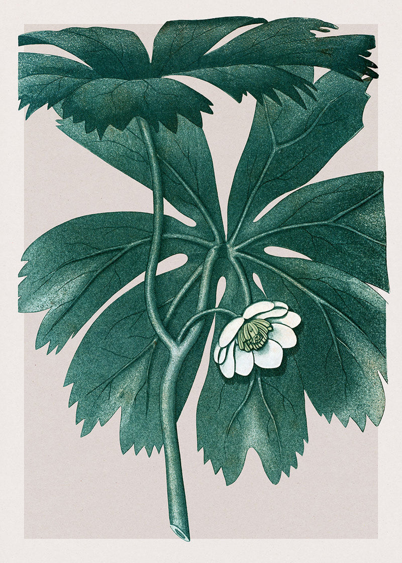 Podophyllum Pelatum