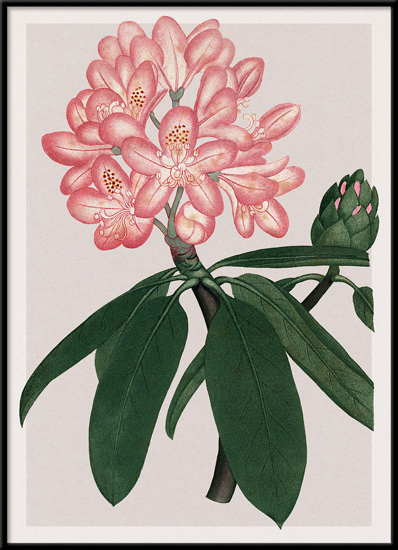 Rhododendrum Maximum