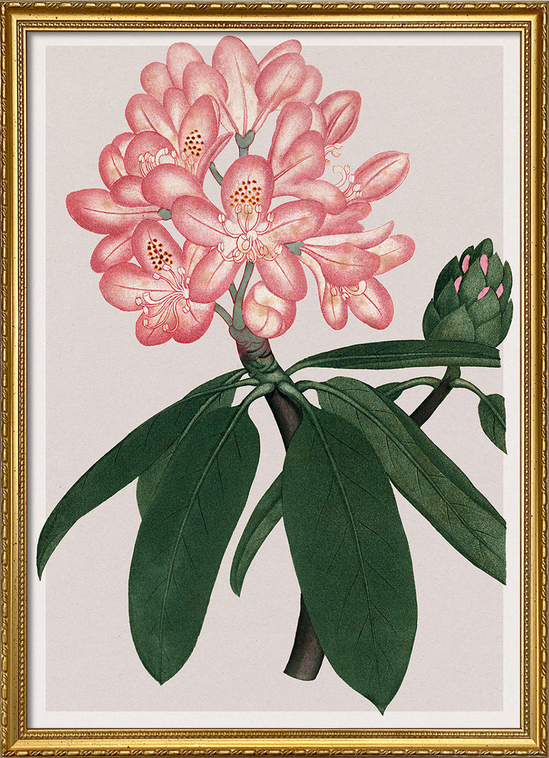 Rhododendrum Maximum