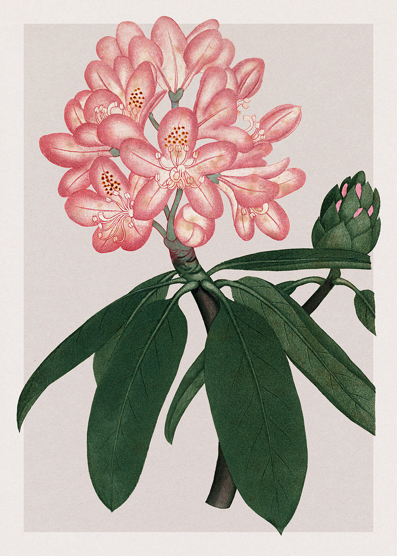 Rhododendrum Maximum