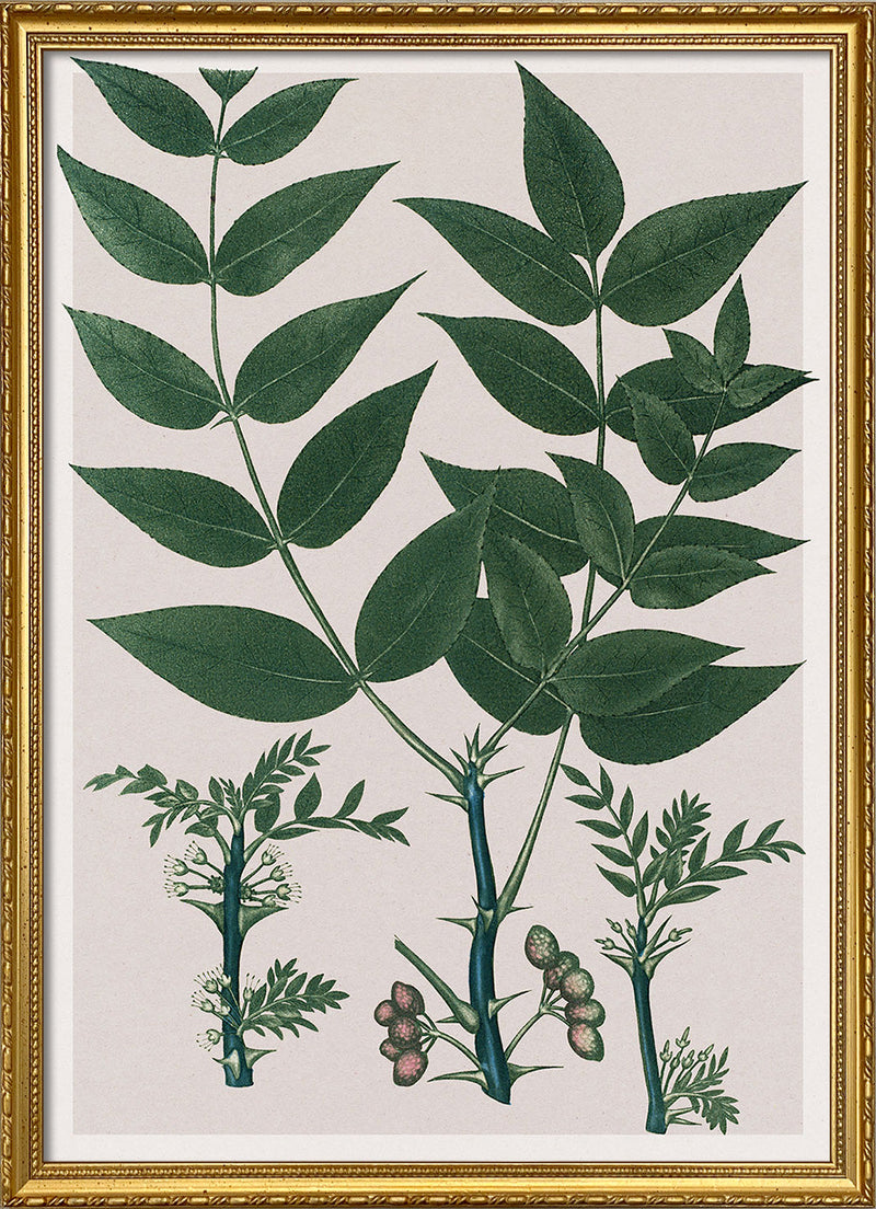 Xanthoxylum Fraxineum