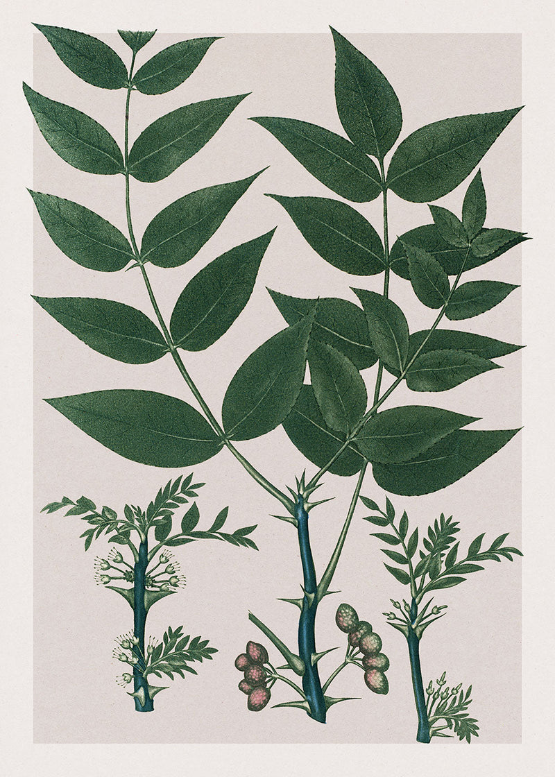 Xanthoxylum Fraxineum