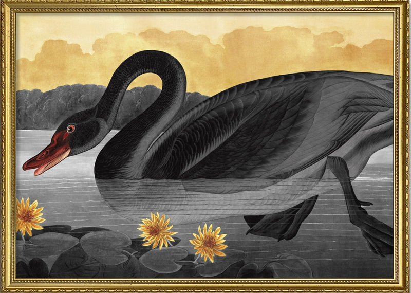Black Swan