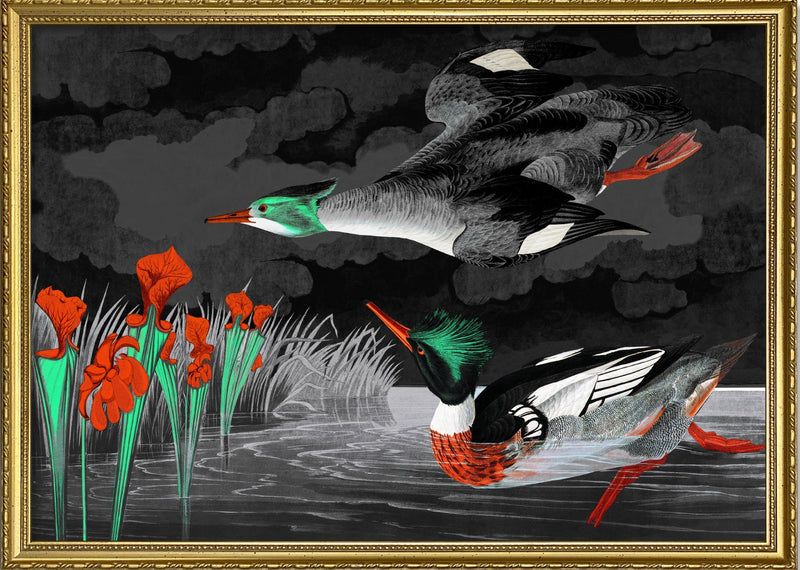 Red-breasted Merganser Remixed