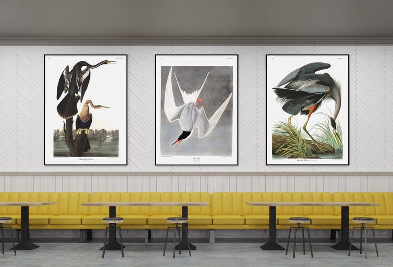 Black-bellied Darter