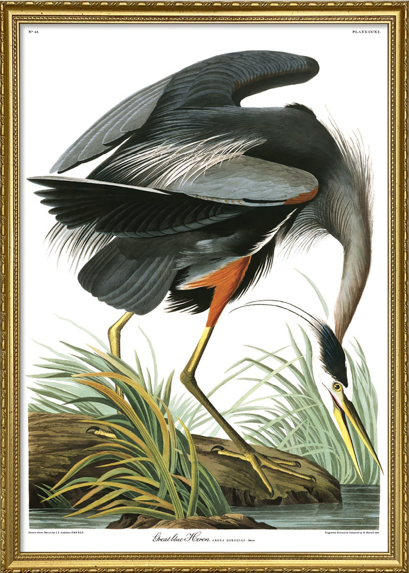 Great Blue Heron