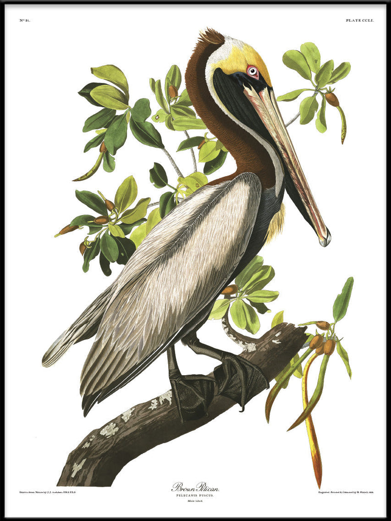 Brown Pelican