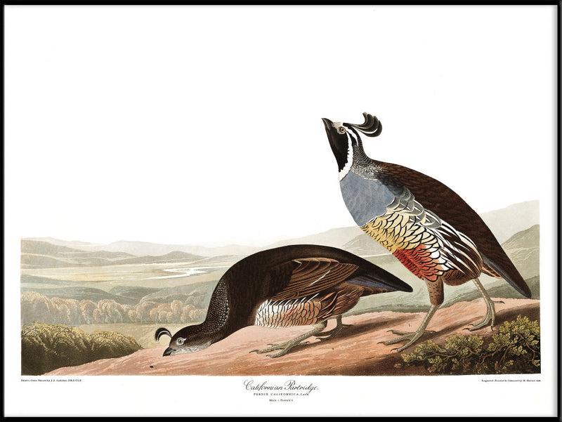 Californian Partridge
