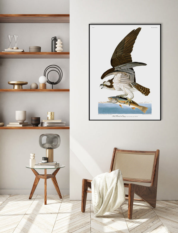 Fish Hawk or Osprey
