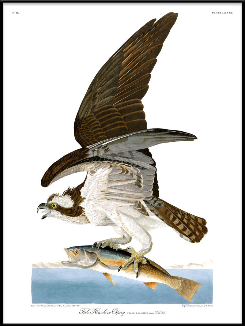 Fish Hawk or Osprey
