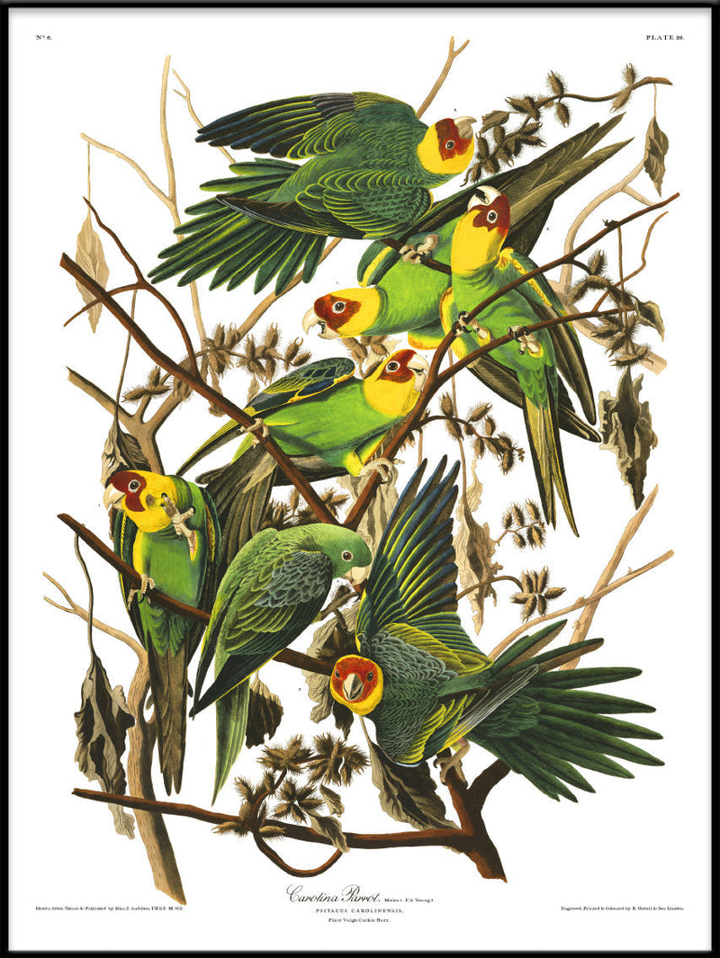 Carolina Parrot