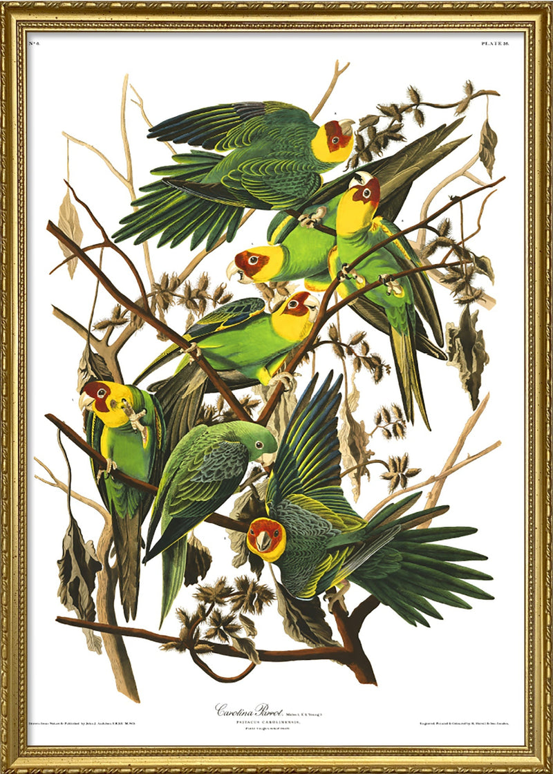 Carolina Parrot