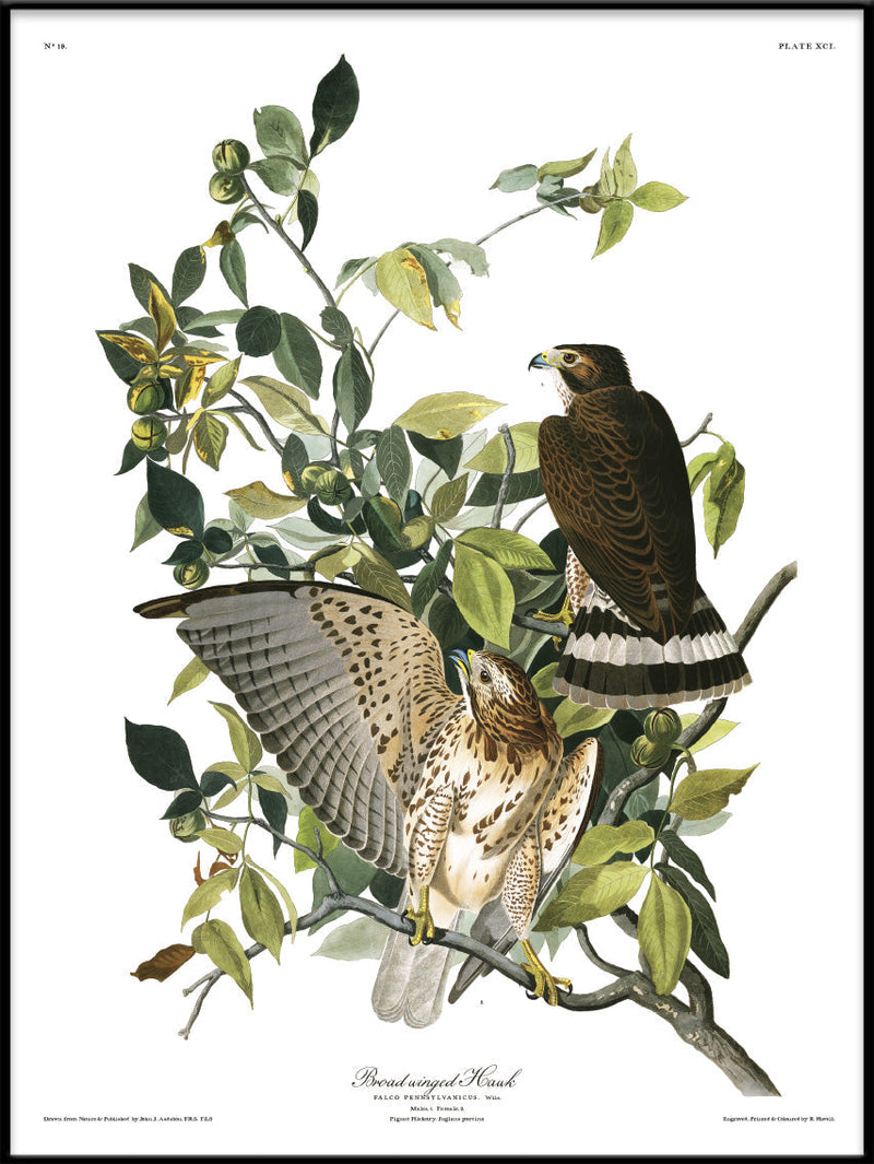 Broad Winged Hawk