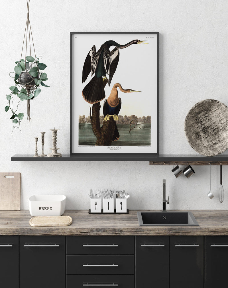 Black-bellied Darter