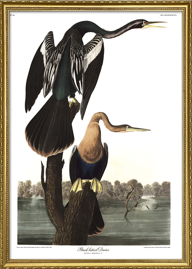 Black-bellied Darter