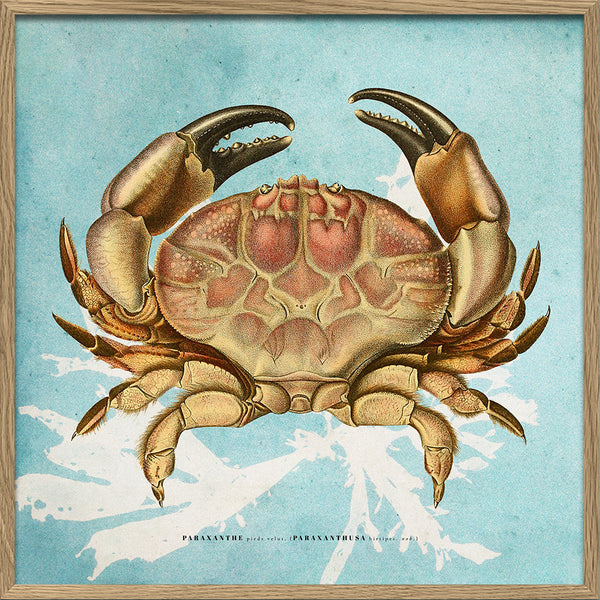 Paraxanthusa