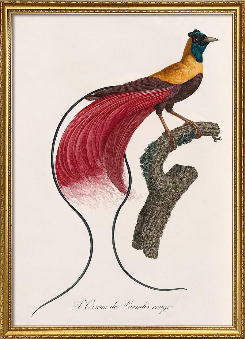 L'Oiseau de Paradis rouge