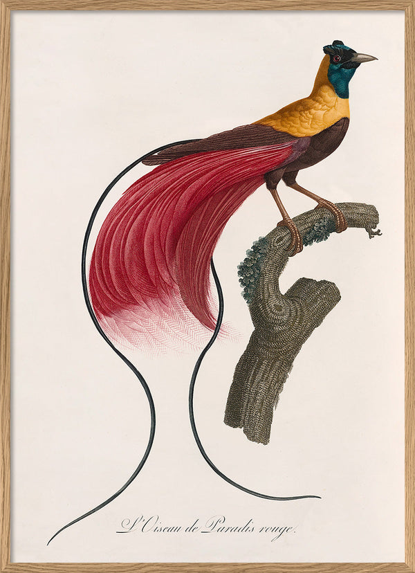 L'Oiseau de Paradis rouge