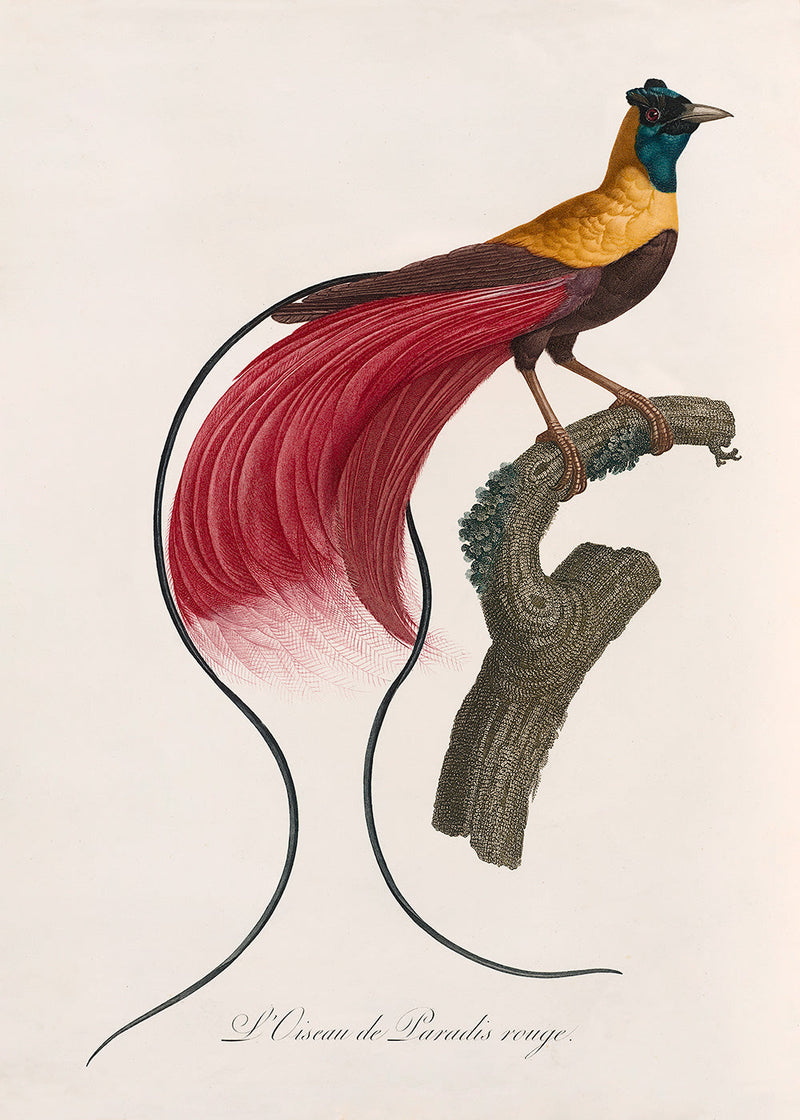 L'Oiseau de Paradis rouge
