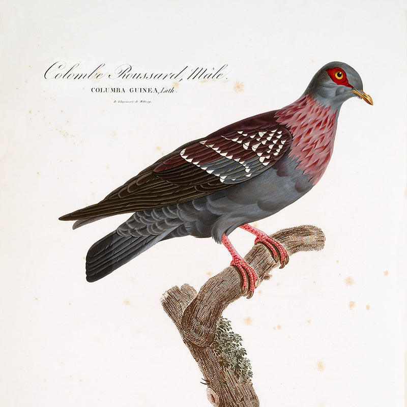 Colombe Roussard