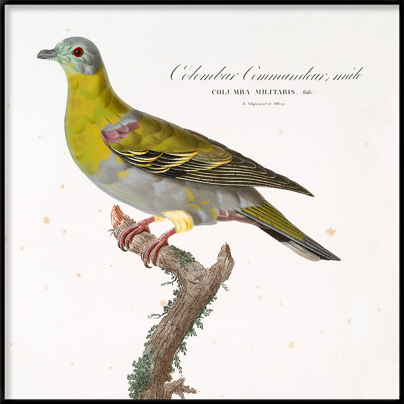 Colombar Commandeur