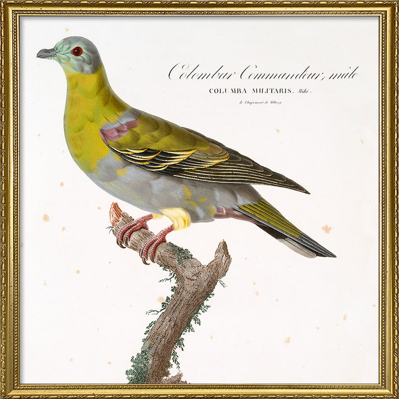 Colombar Commandeur