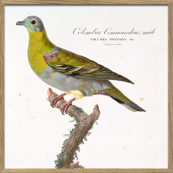 Colombar Commandeur