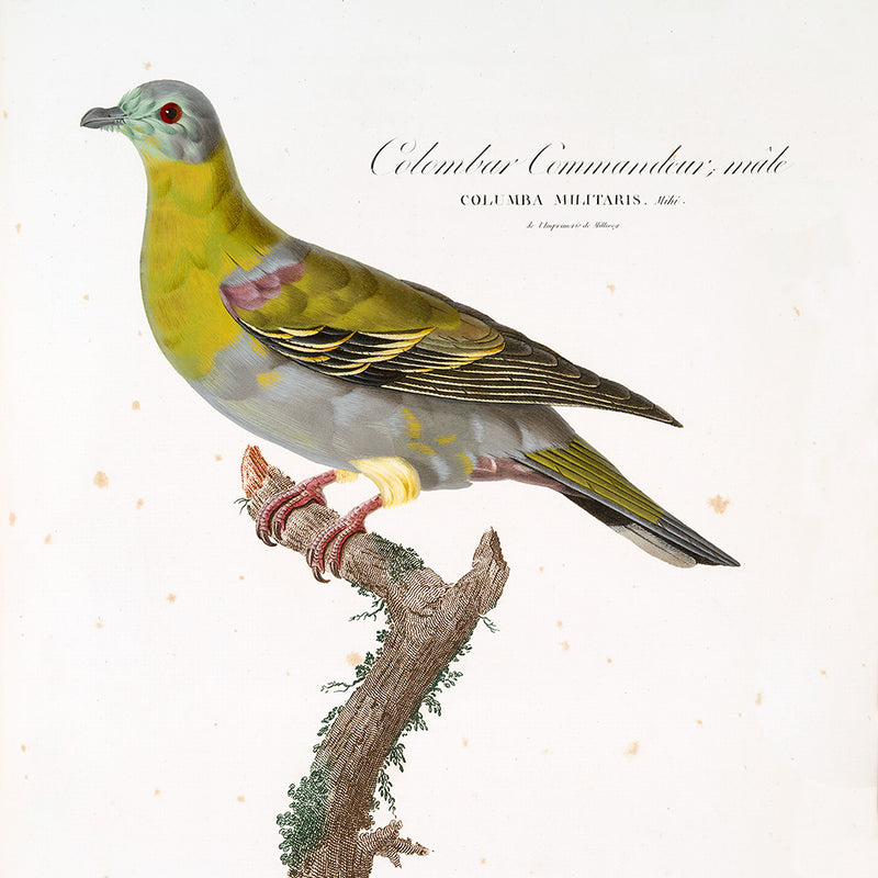 Colombar Commandeur
