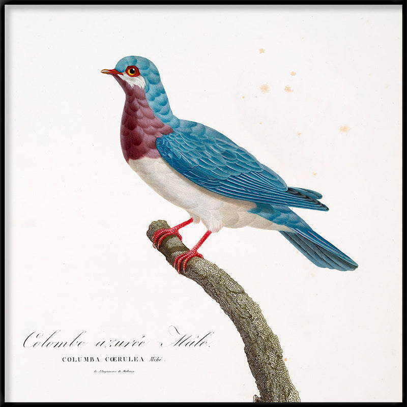 Colombe azurée