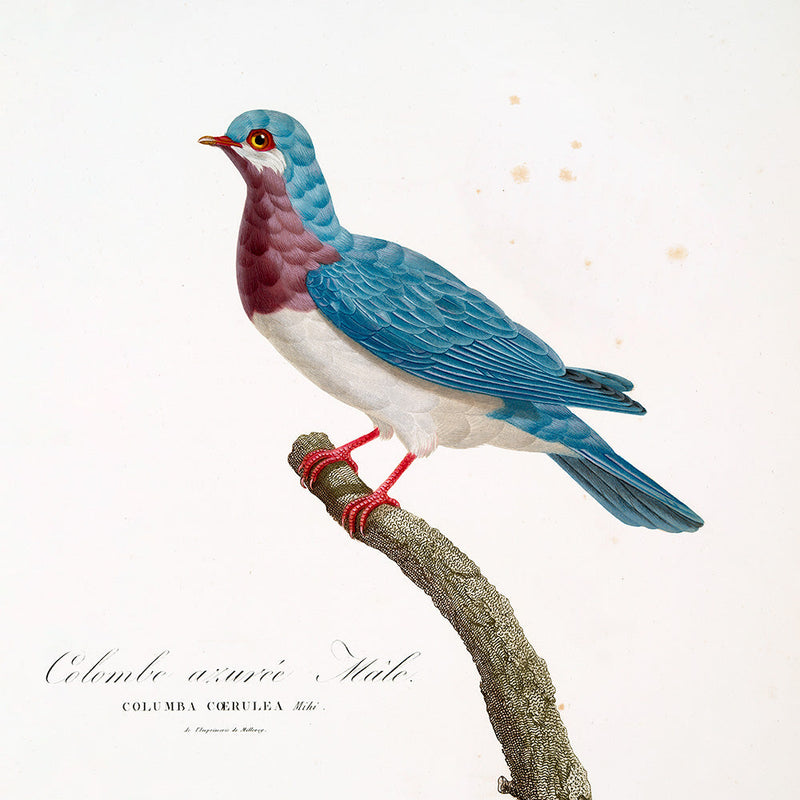 Colombe azurée