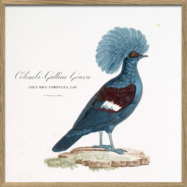 Colombi-Galline Goura