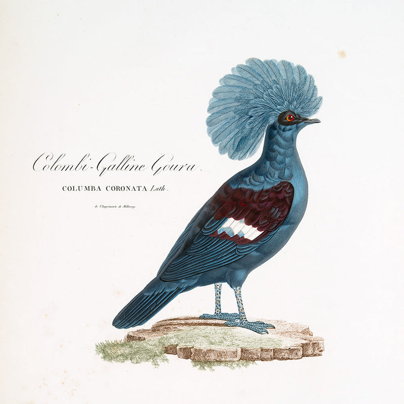 Colombi-Galline Goura