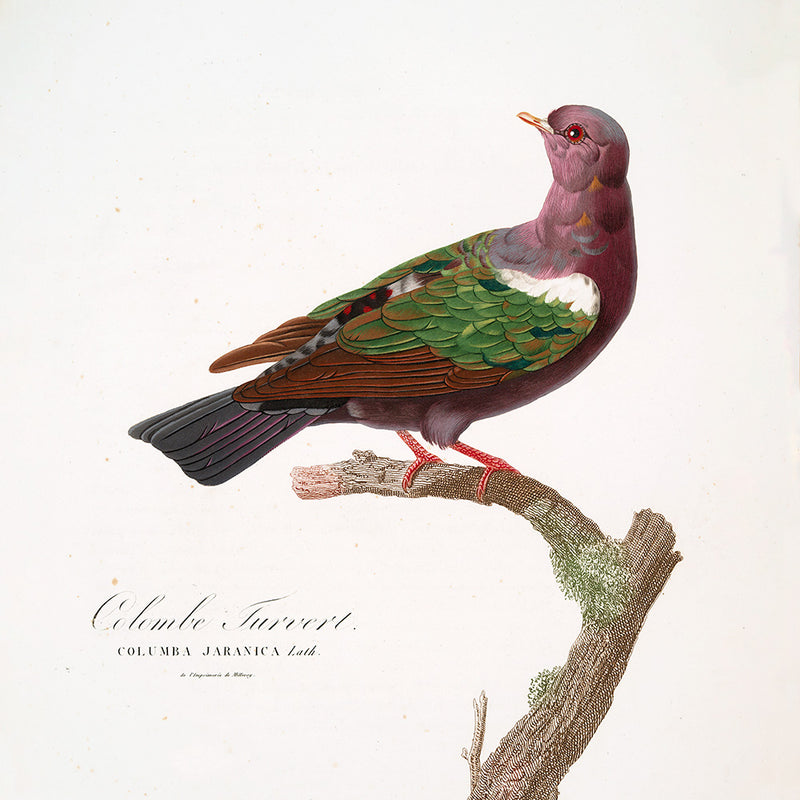Colombine Turvert