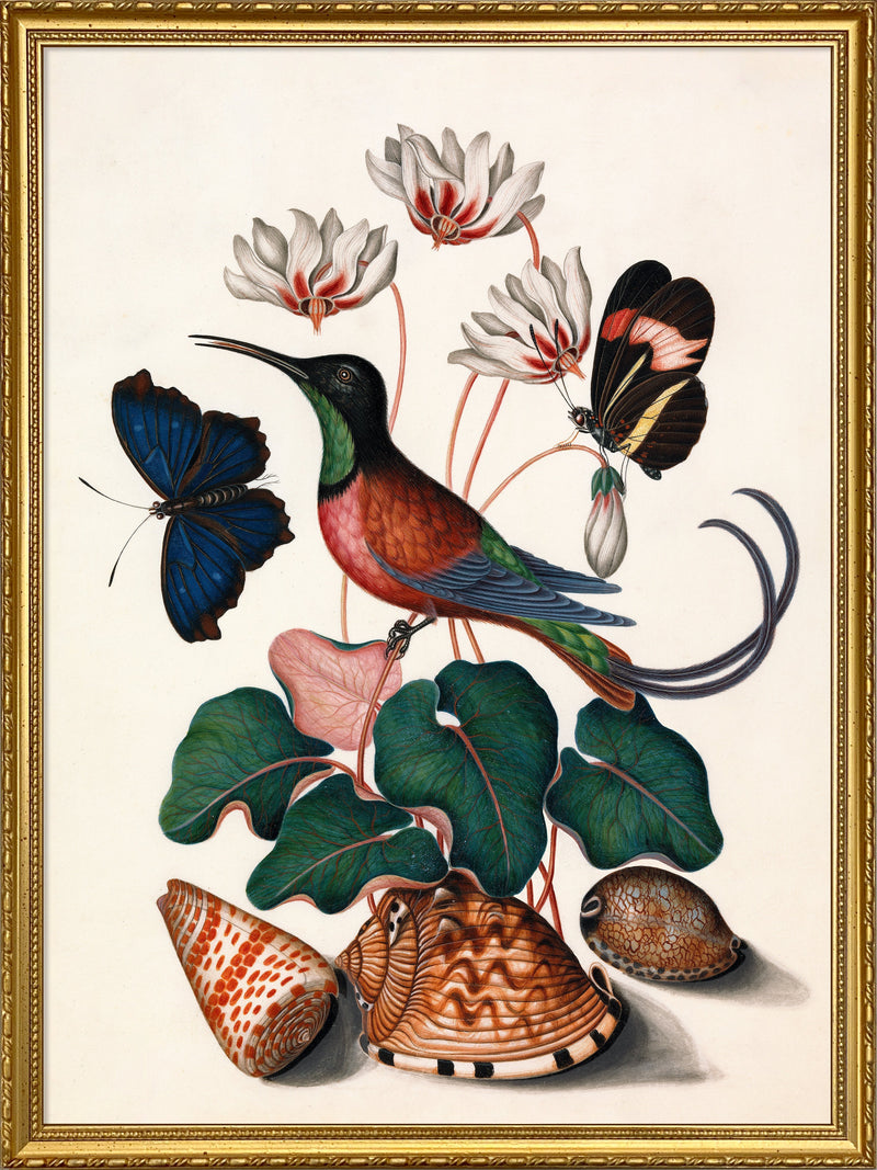 Hummingbird, Butterflies & Flowers