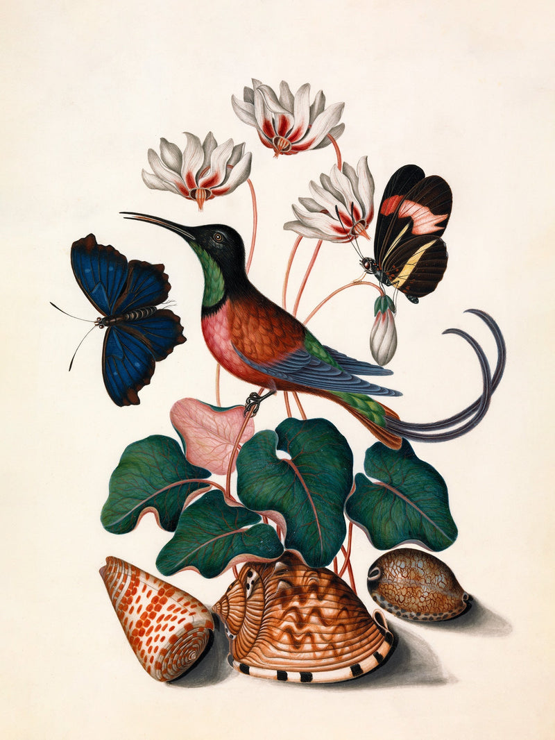 Hummingbird, Butterflies & Flowers