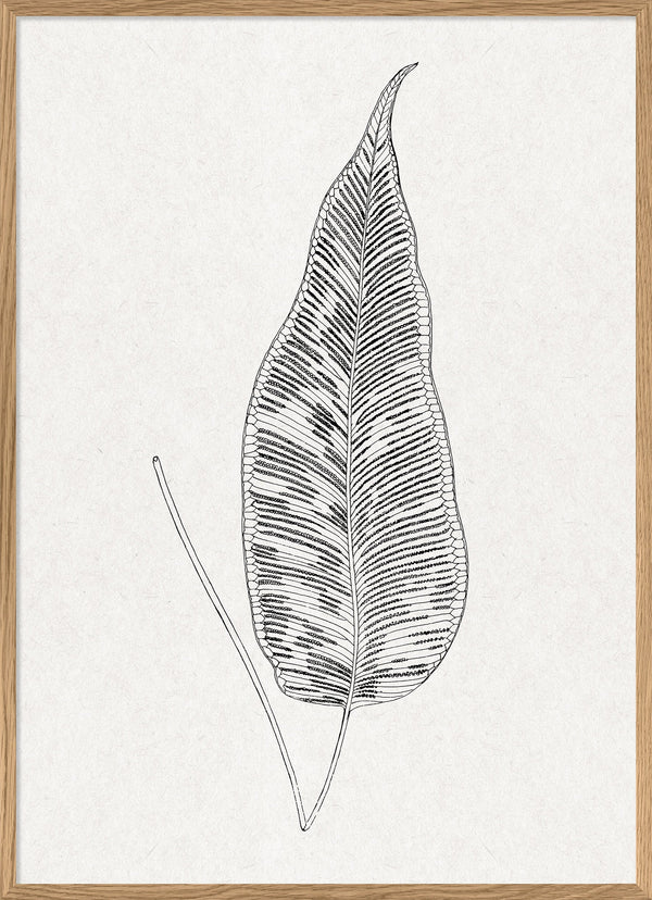 Leaves