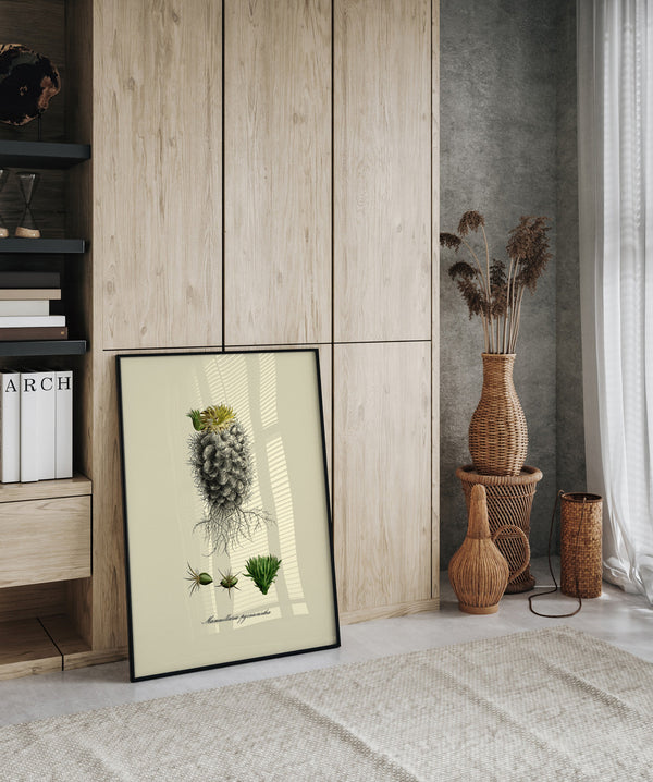 Mammillaria Pycnacantha