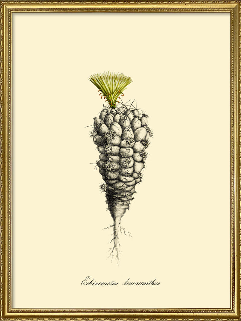 Echinocactus Leucacanthus