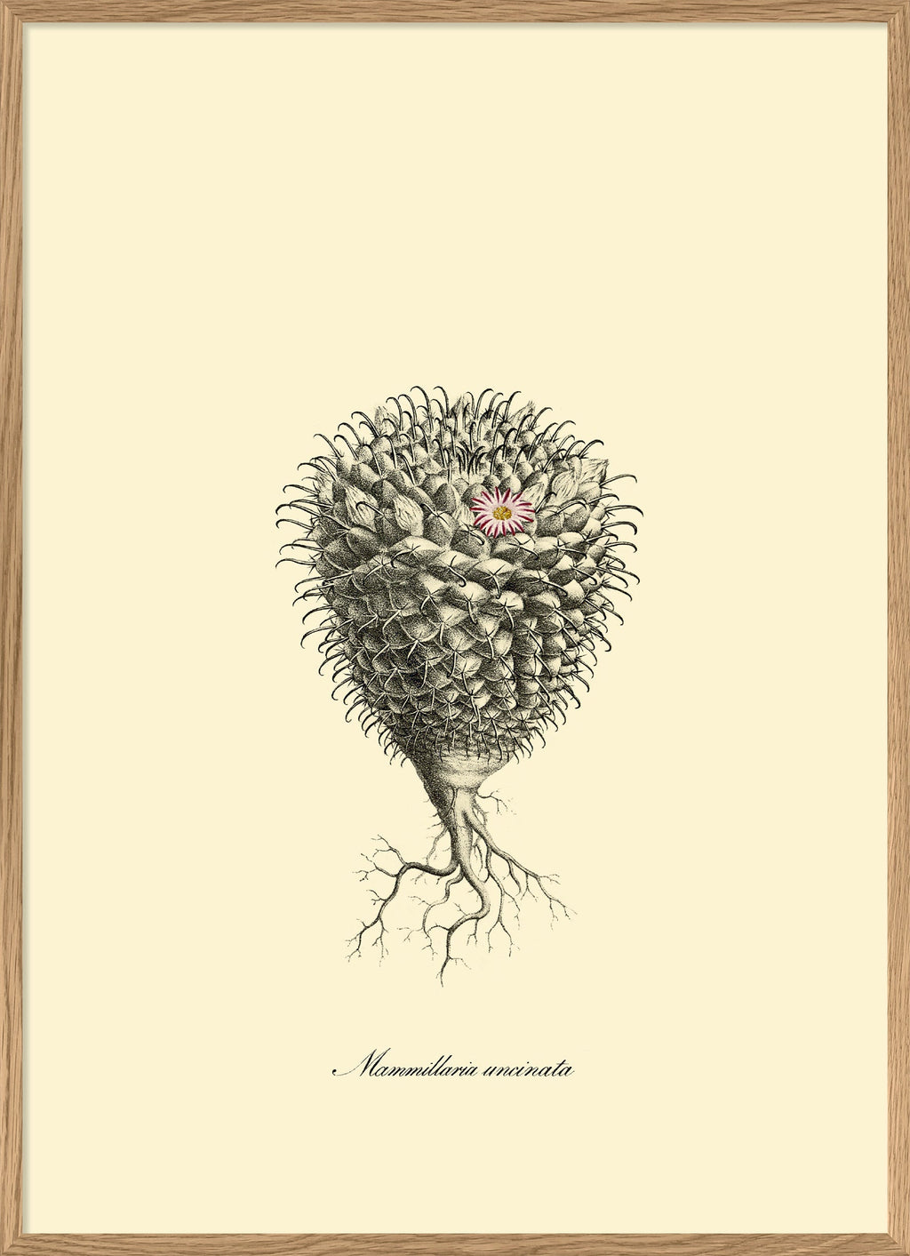 mammillaria uncinata Mammillaria Uncinata – The Dybdahl Co