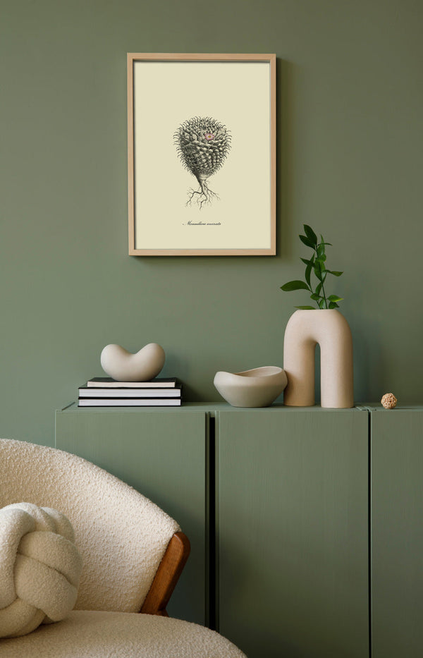 Mammillaria Uncinata