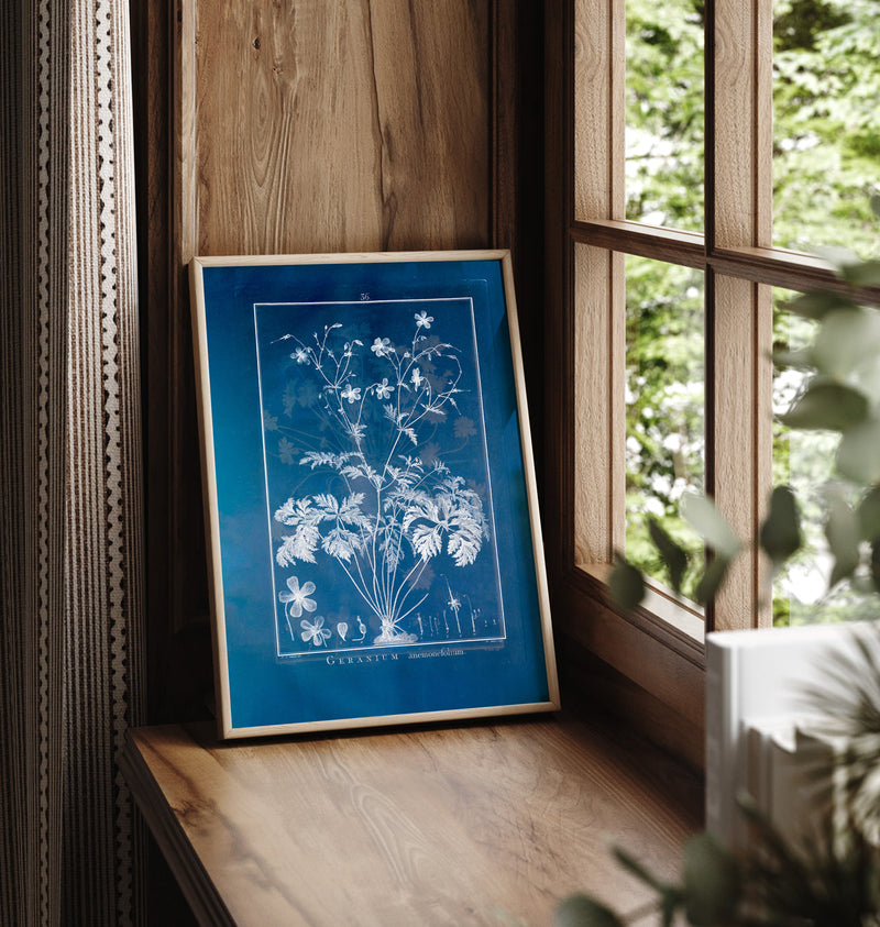 Geranium Anemonefolium