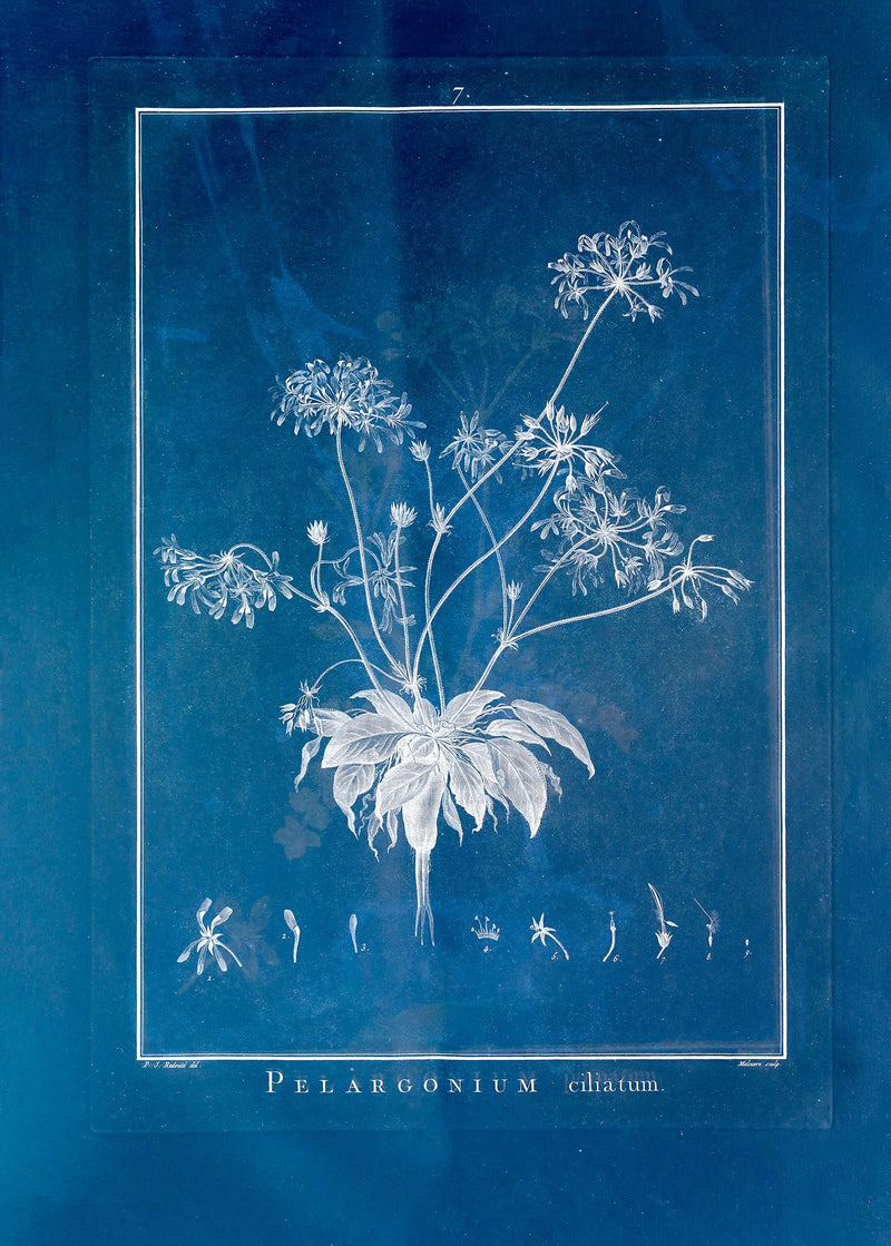 Pelargonium Ciliatum