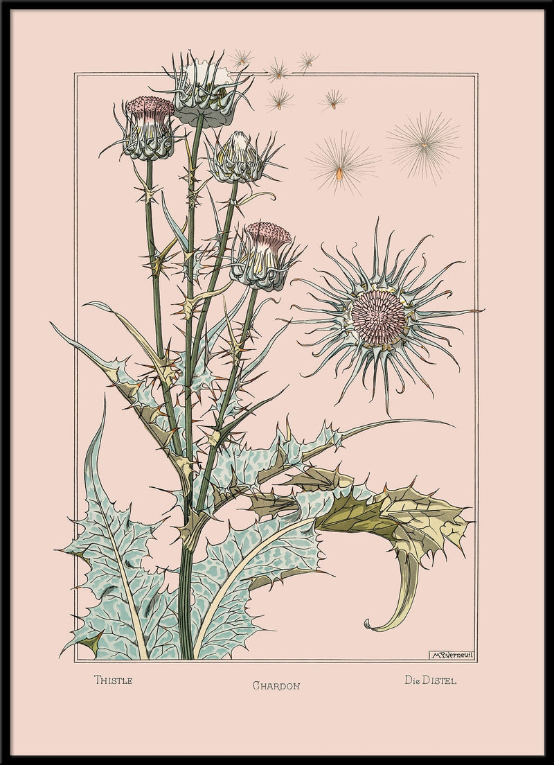 Thistle - Chardon - Die Distel