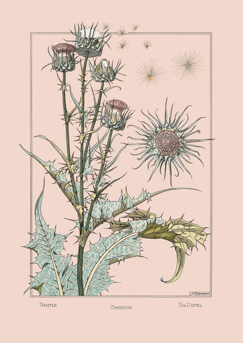 Thistle - Chardon - Die Distel