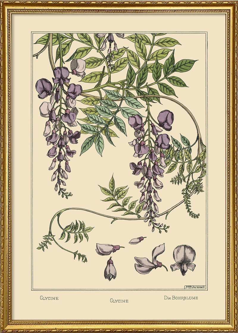 Glycine - Glycine - Die Bohrblume