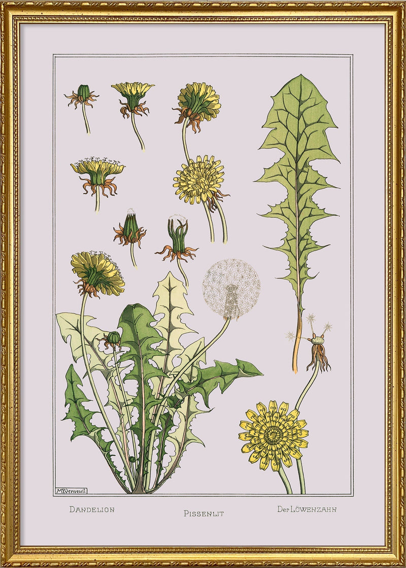 Dandelion - Pissenlit - Der Löwenzahn